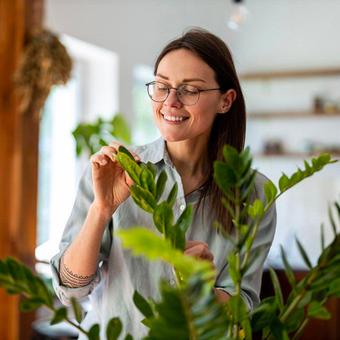 Plantes à offrir