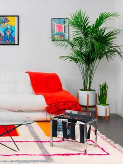 Plantes de salon