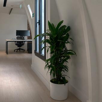 Plantes pour pièces sombres