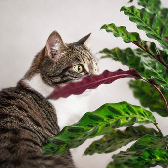 Plantes non toxiques pour vos animaux