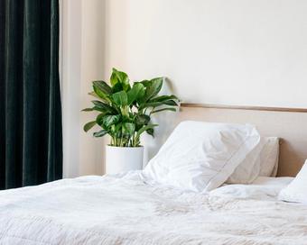 Plantes de chambre