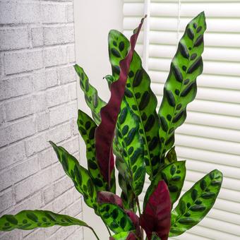 Calathea (plante paon)