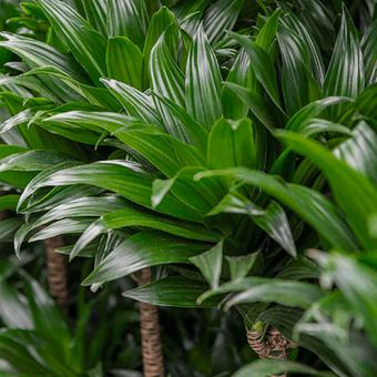 Dracaena (dragonnier)