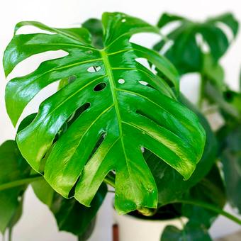 Monstera
