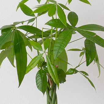 Arbre à argent (Pachira)