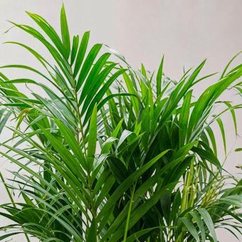 Palmiers, kentia, areca, palmier nain, caryota...