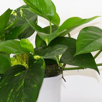Pothos