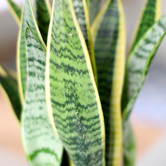 Sansevieria (langue de belle-mère)