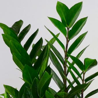 Zamioculcas (plante ZZ)