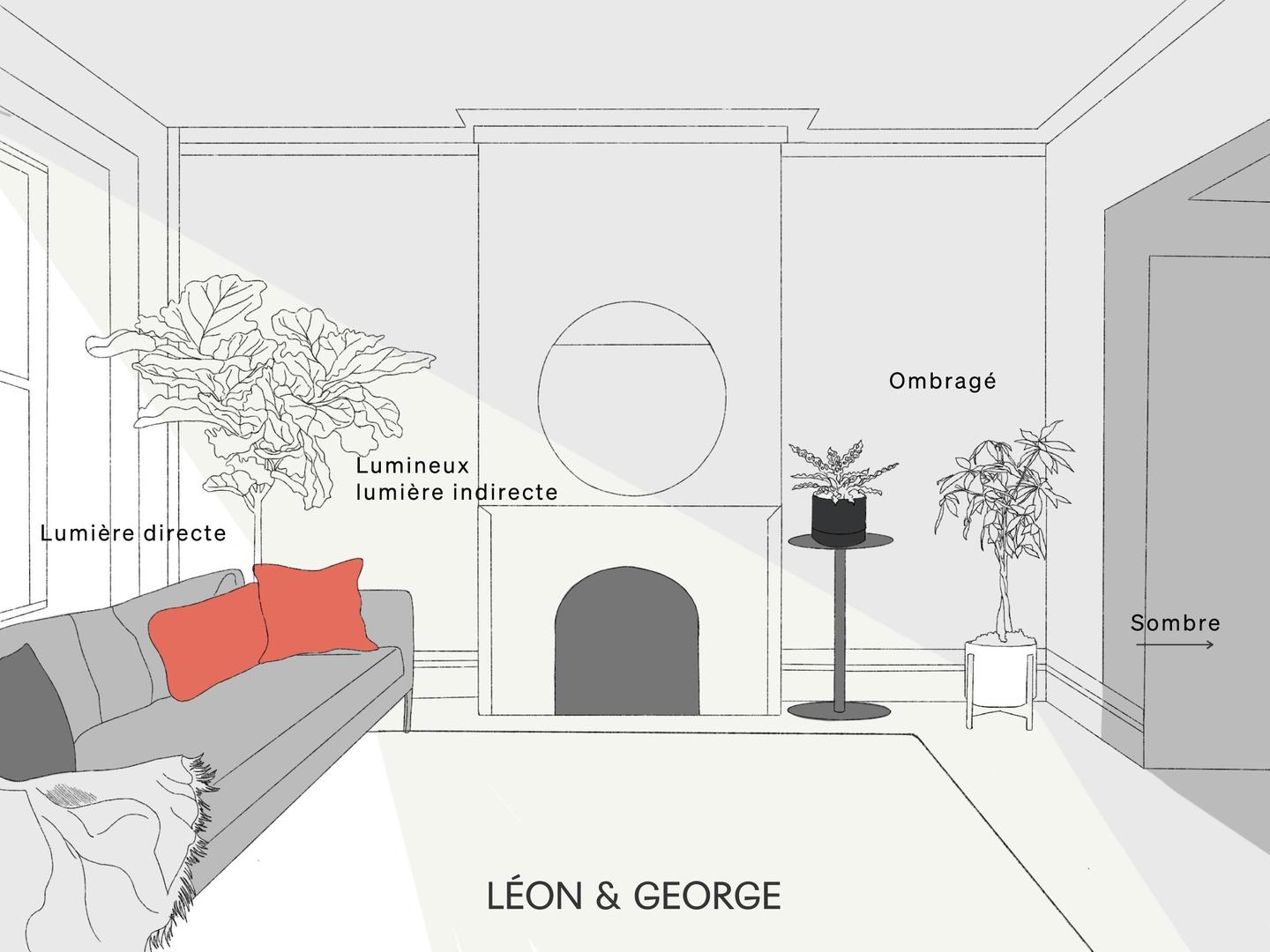 Le guide de luminosité pour les plantes par Léon & George.