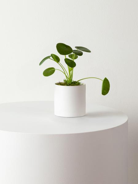 Pilea Peperomioides