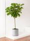 Fiddle Leaf Fig Tree