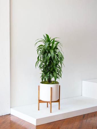 indoor plants picture