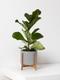 Fiddle Leaf Fig Plant