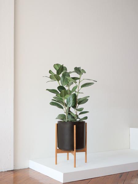 Ficus Audrey