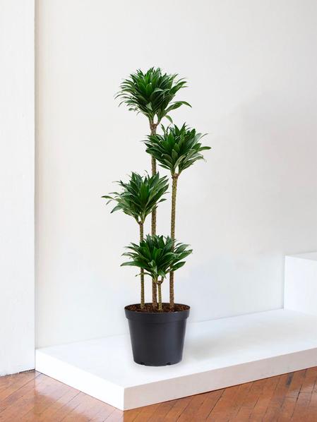 Dracaena Fragrans Compacta