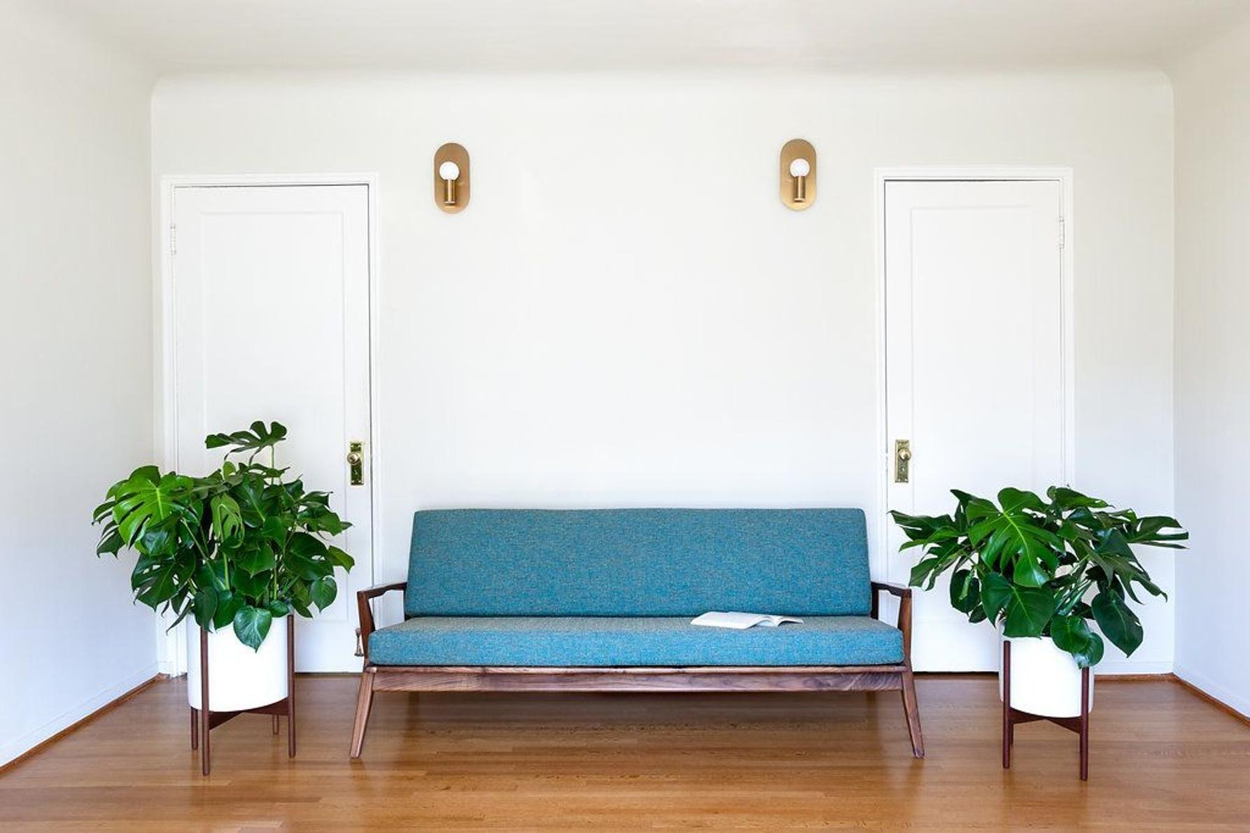 Monstera - Mid-Century