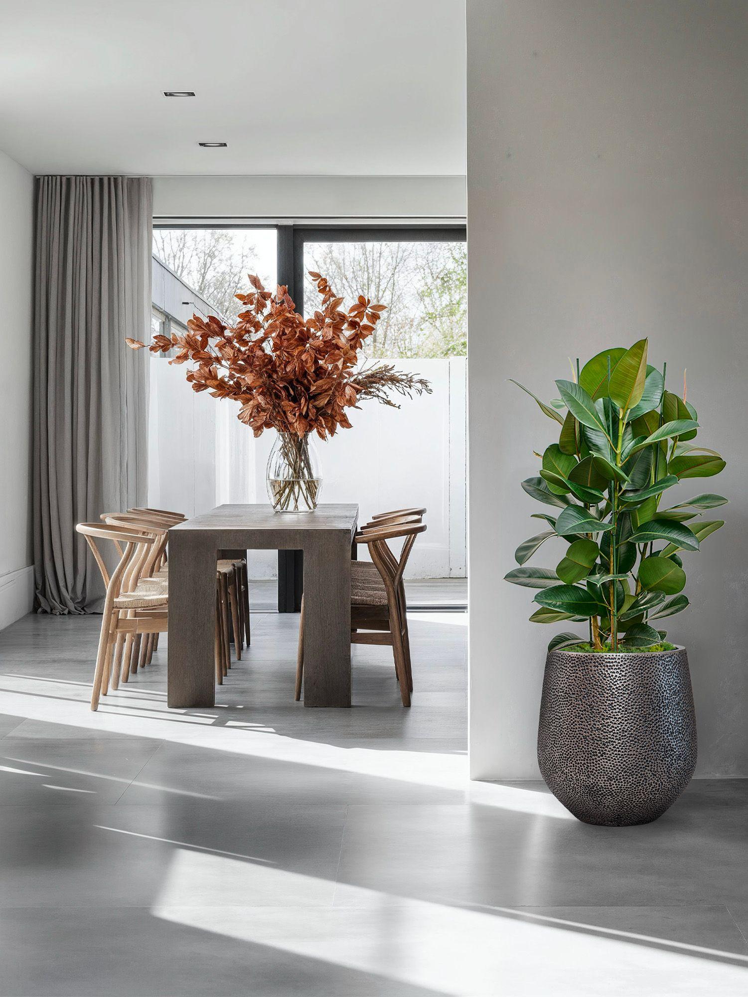 Ficus Elastica Robusta