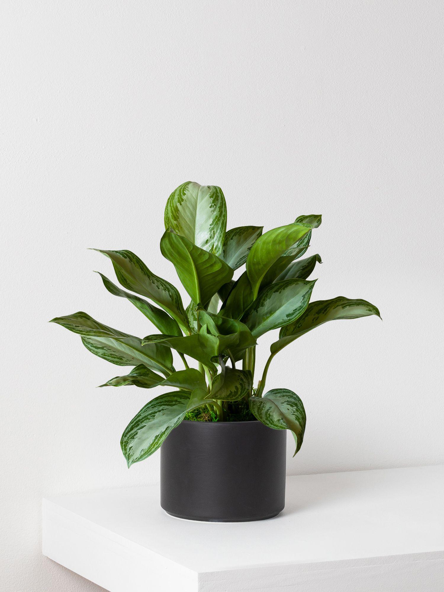 silver-evergreen-black-mid-
