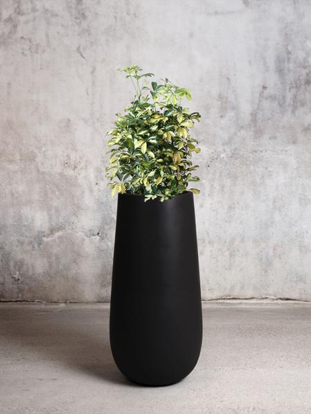 Schefflera Gold Capella