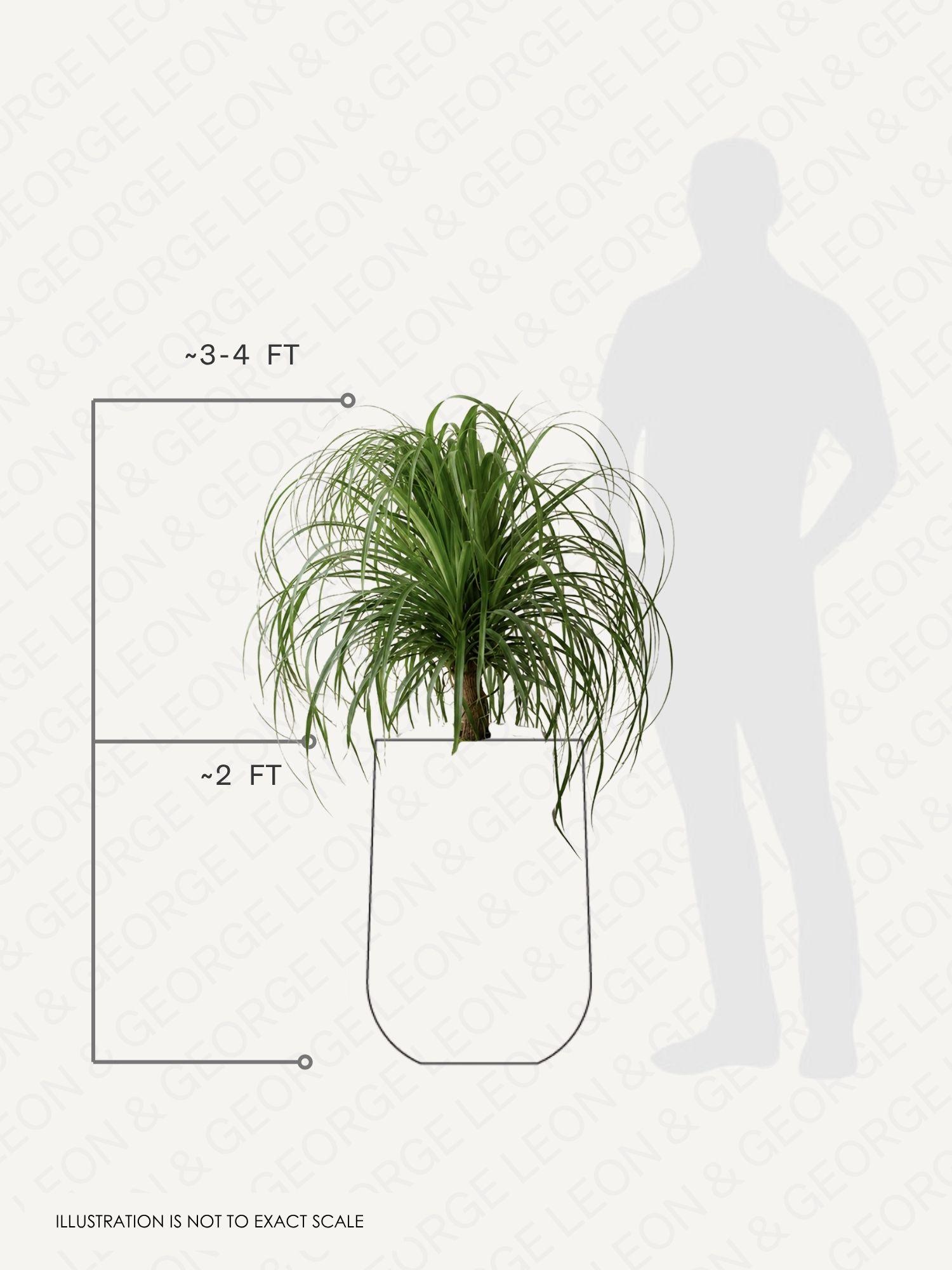 Ponytail Palm pot and plant dimensions