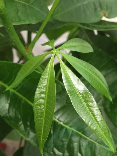 Braided Money Tree