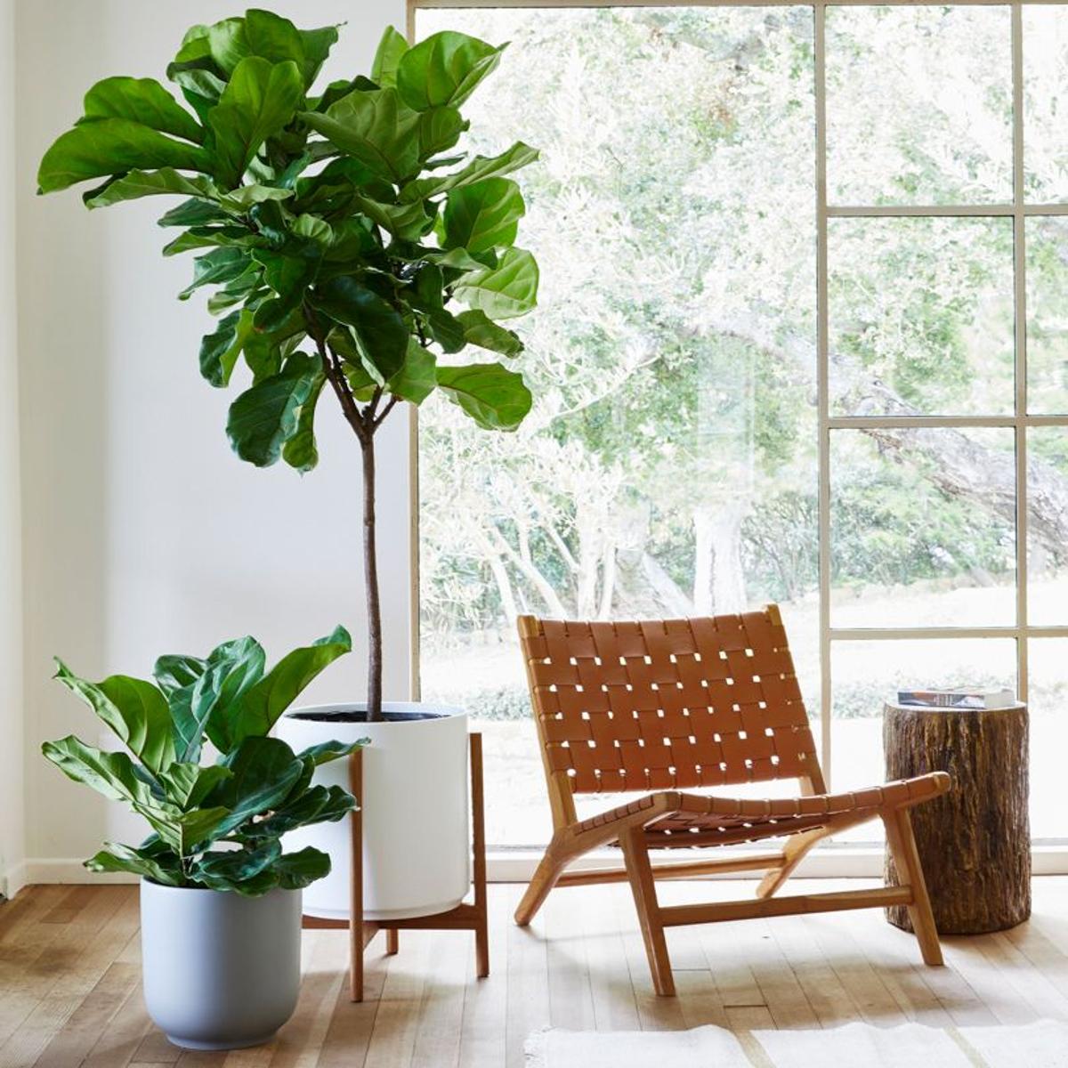 The Fiddle Leaf Fig Collection | Lon & George