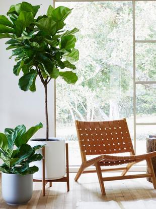 Interior Design’s Favorite Tree