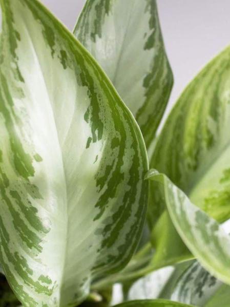 Silver Evergreen