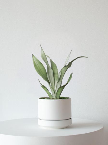 Moonshine Snake Plant