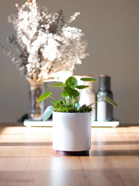 Pilea Peperomioides
