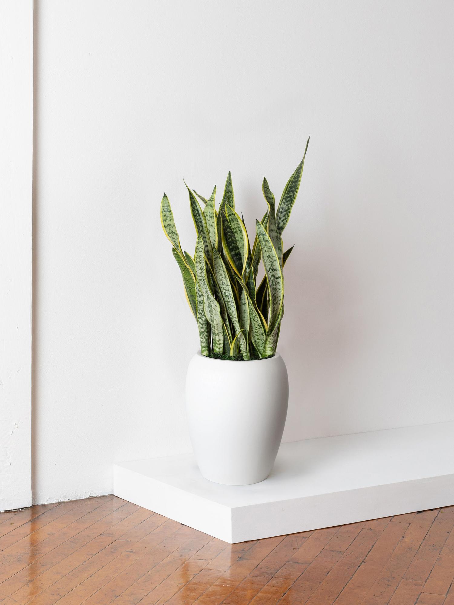 Snake Plant Laurentii
