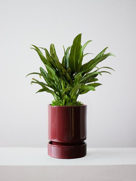 Tiger Evergreen