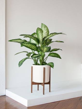 indoor plants picture