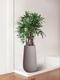 Lady Palm