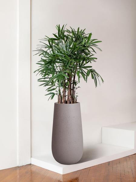Lady Palm
