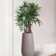 Lady Palm