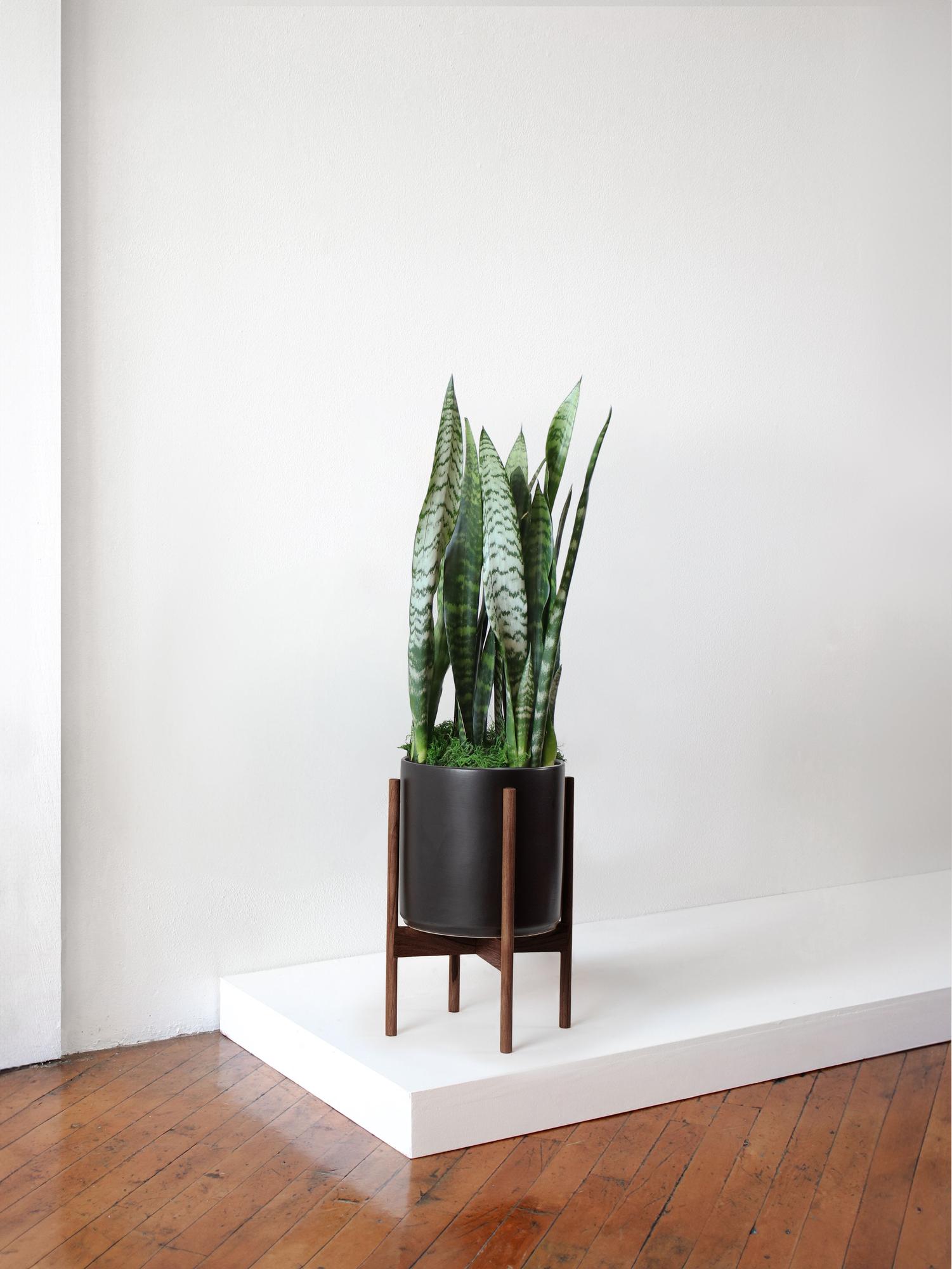 Revival Ceramics dark mahogany square plant stand with black ceramic planter and snake plant styled with design books