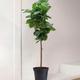 Giant Fiddle Leaf Fig Tree