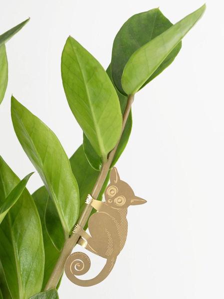 Plant Animal - Bush Baby