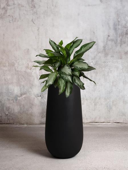 Silver Evergreen