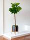 Fiddle Leaf Fig Tree 