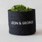 Spider Plant - Felt Sleeve 