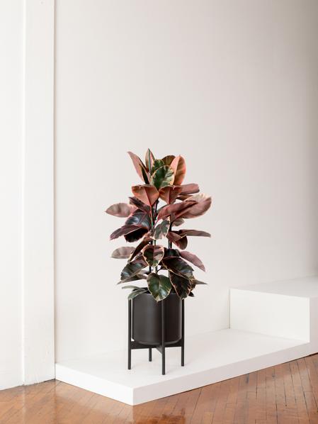 Pink Rubber Tree