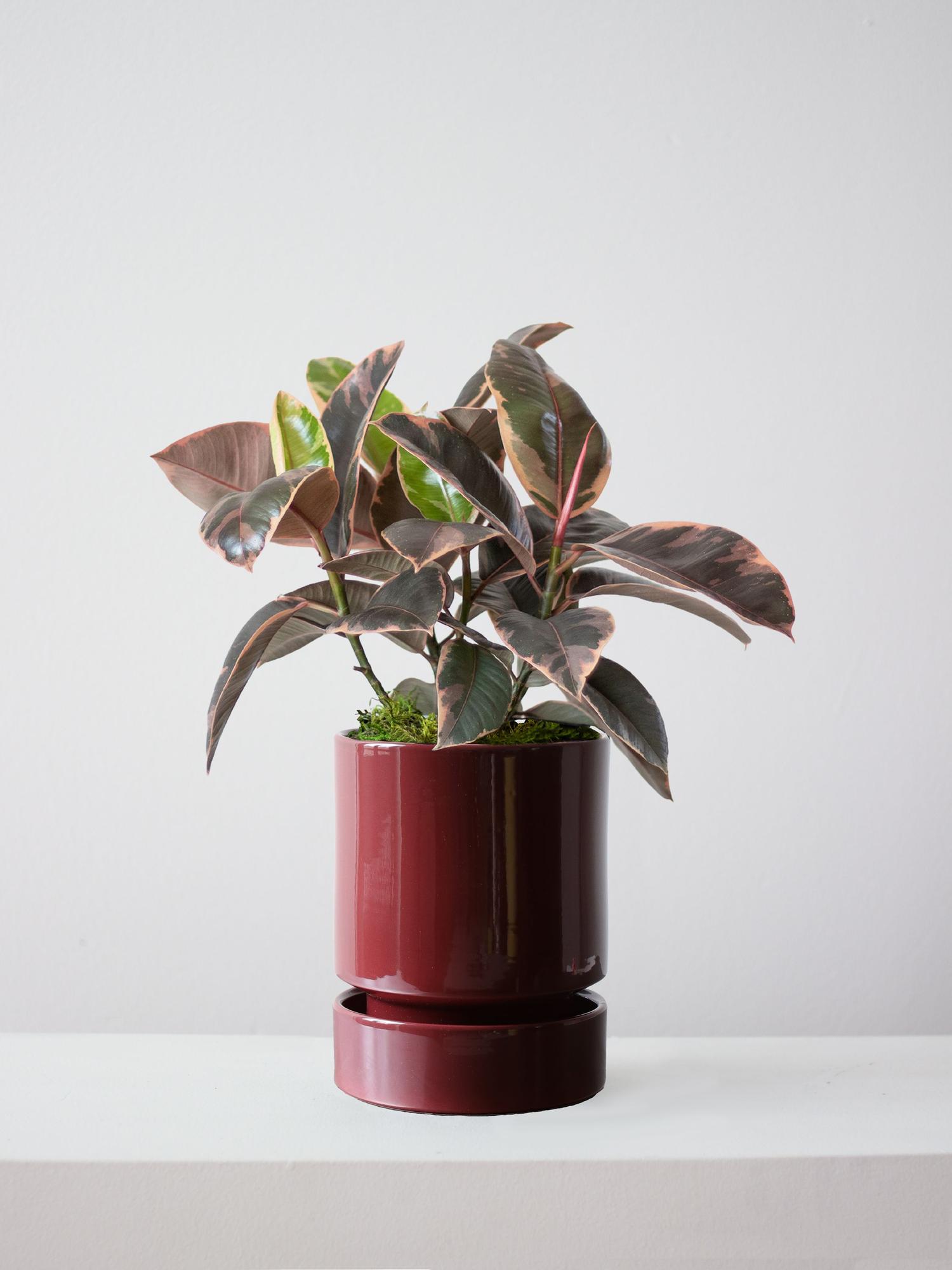 Ruby Rubber Plant - Burgundy With Saucer 