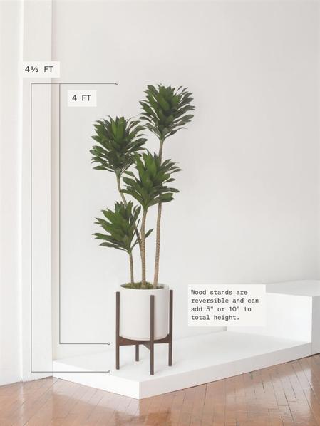 Dracaena Compacta