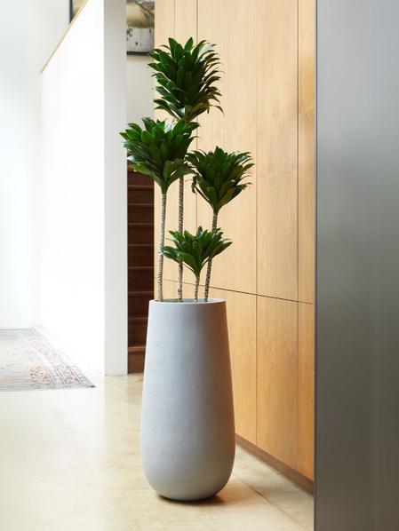 Dracaena Compacta