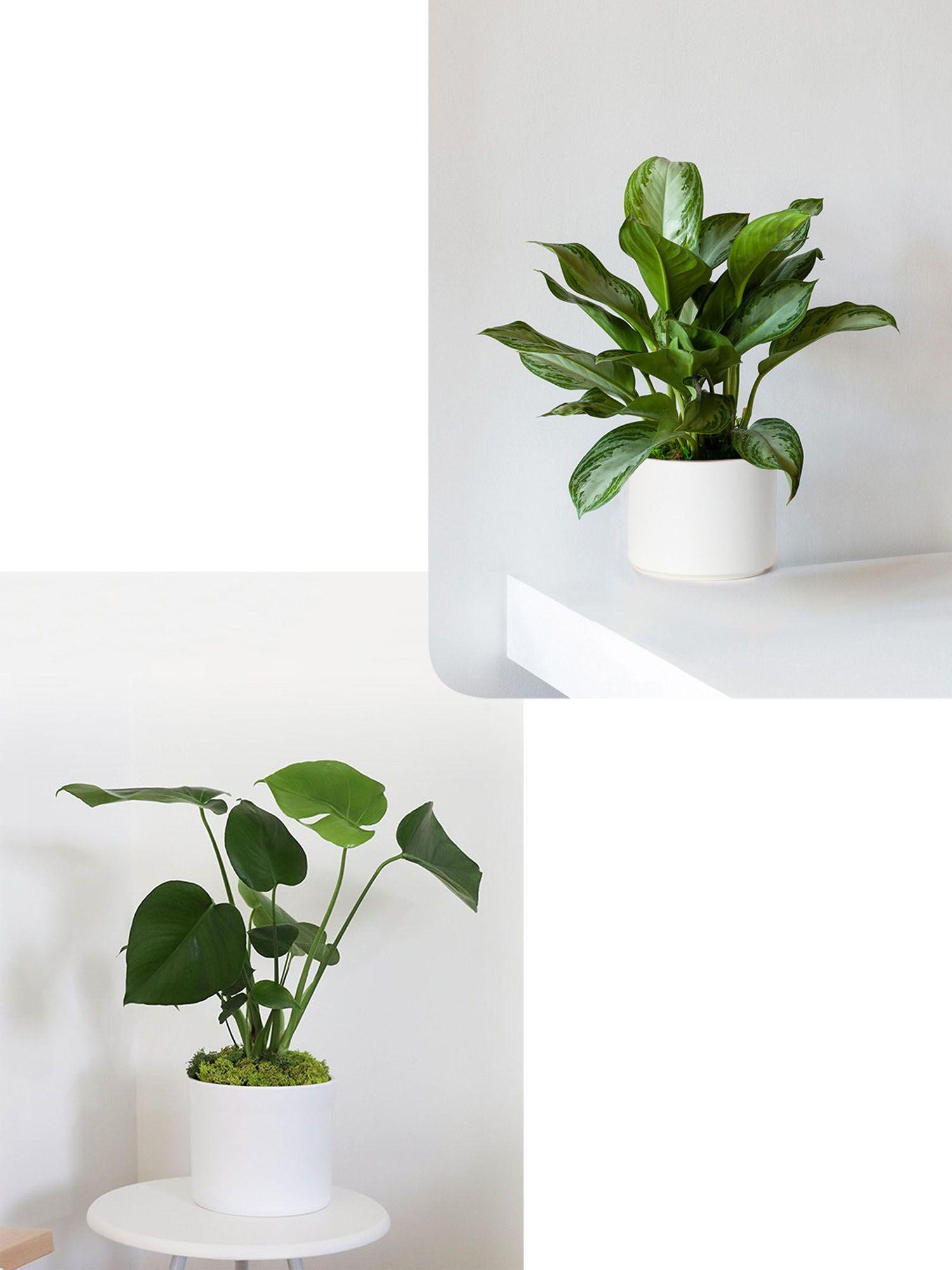 Duo Monstera X Silver Evergreen
