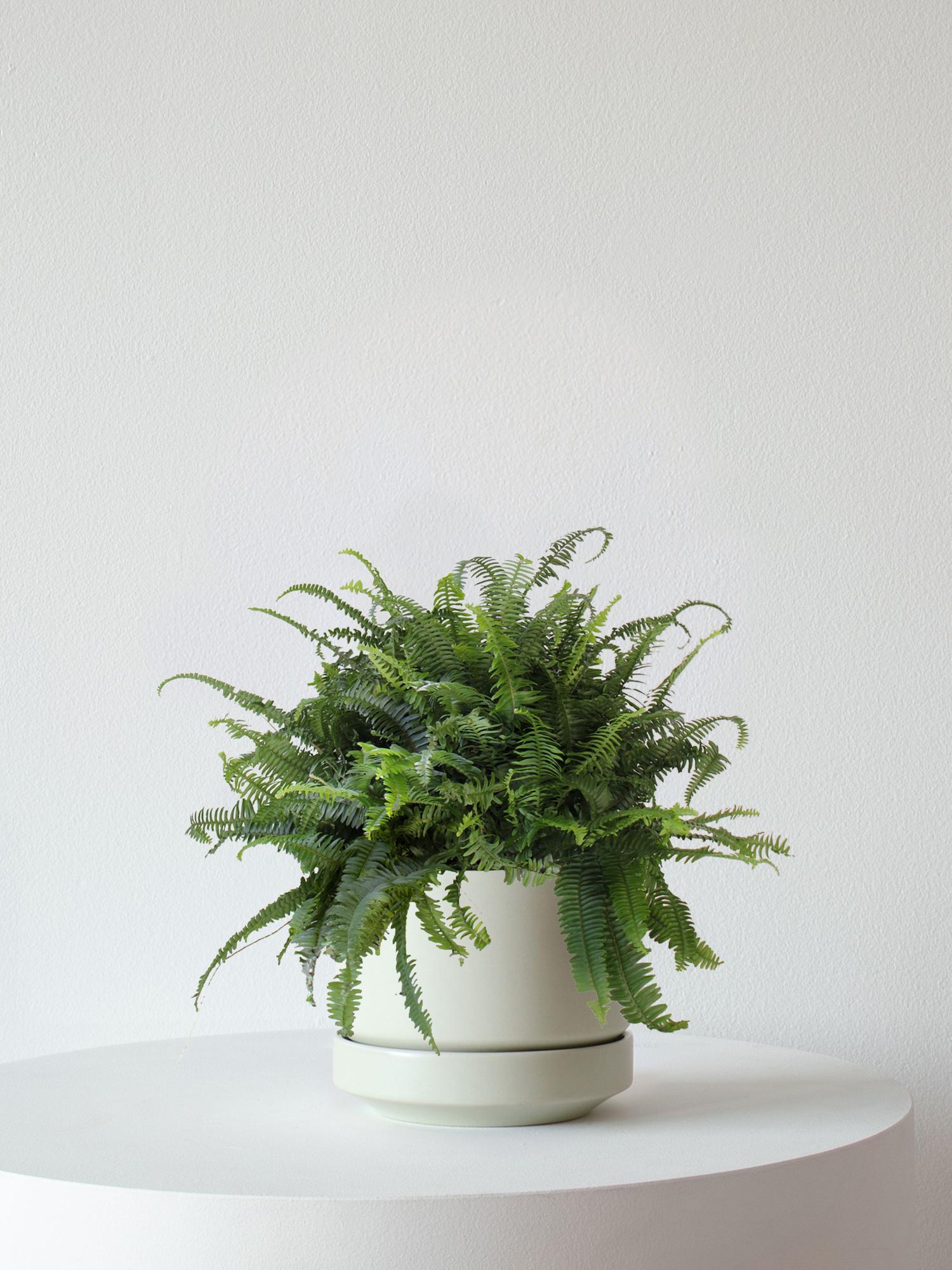 Boston Fern - Mint Scandinavian Ceramic 