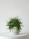 Boston Fern